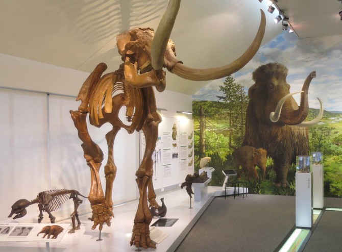 Mammutrekonstruktionen